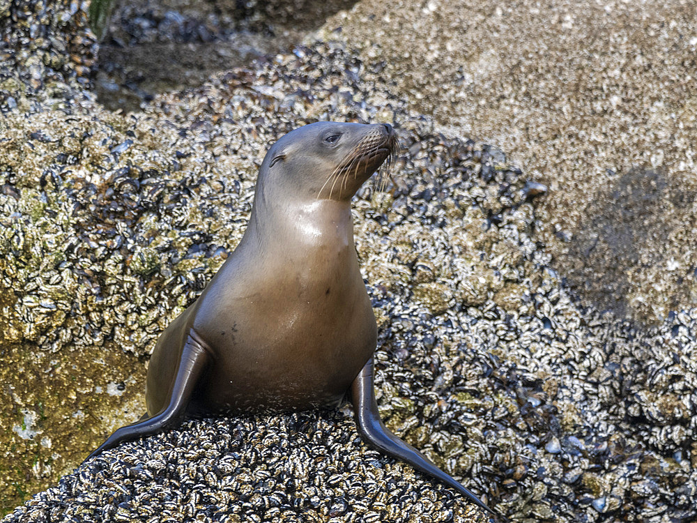 California sea lion (Zalophus californianus), hauled out in Monterey Bay National Marine Sanctuary, California, United States of America, North America