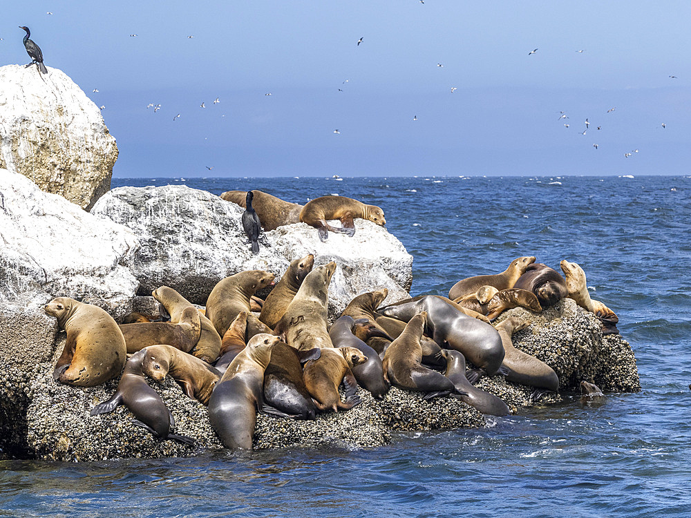 California sea lions (Zalophus californianus), hauled out in Monterey Bay National Marine Sanctuary, California, United States of America, North America