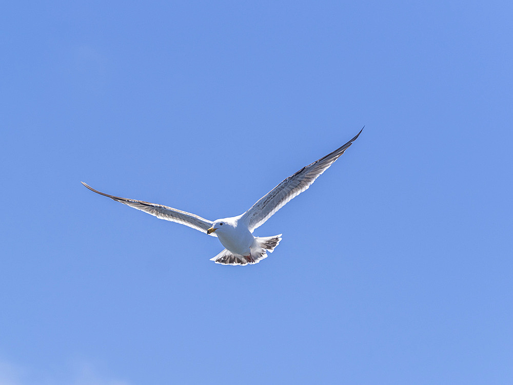 Juvenile California gull (Larus californicus), in flight in Monterey Bay Marine Sanctuary, Monterey, California, United States of America, North America