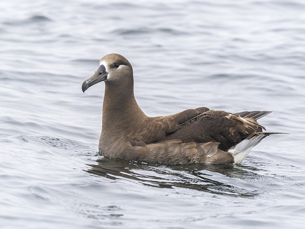 Adult black-footed albatross (Phoebastria nigripes), on the water in Monterey Bay Marine Sanctuary, Monterey, California, United States of America, North America