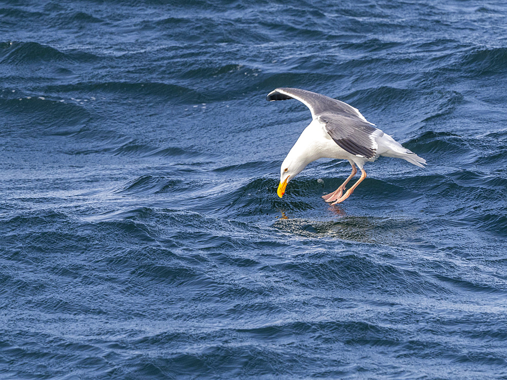 Adult western gull (Larus occidentalis), in flight in Monterey Bay Marine Sanctuary, Monterey, California, United States of America, North America