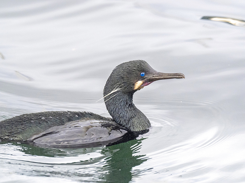 Adult Brandt's cormorant (Urile penicillatus), at the surface in Monterey Bay Marine Sanctuary, Monterey, California, United States of America, North America