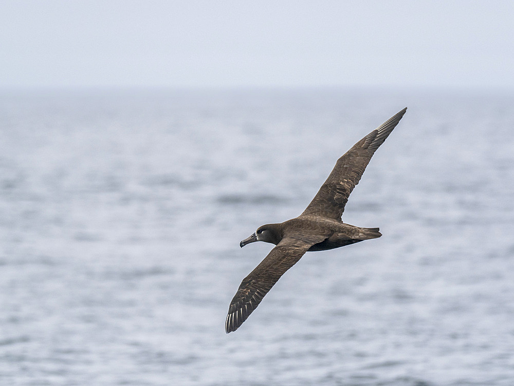 Adult black-footed albatross (Phoebastria nigripes), in flight in Monterey Bay Marine Sanctuary, Monterey, California, United States of America, North America