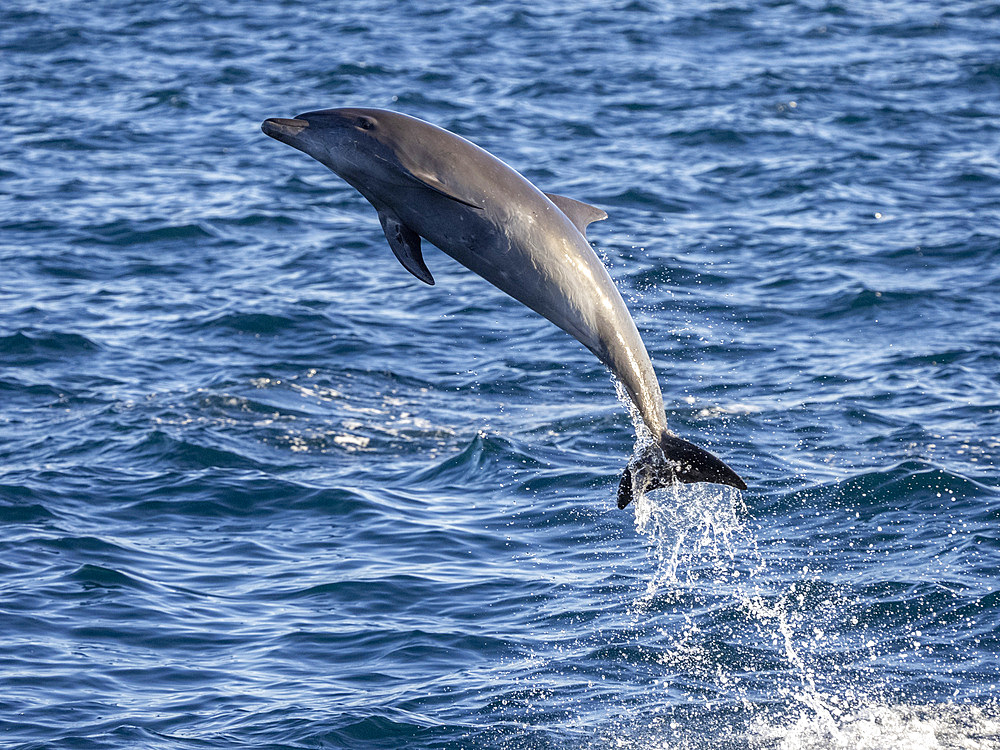 Adult common bottlenose dolphin (Tursiops truncatus), leaping off Isla San Jose, Baja California Sur, Mexico, North America