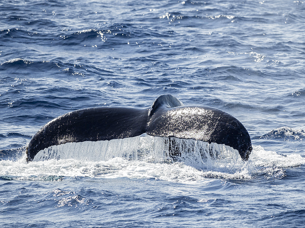 Fluke of adult male humpback whale (Megaptera novaeangliae), competition pod, San Jose del Cabo, Baja California Sur, Mexico, North America