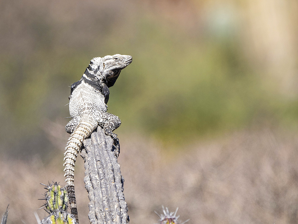 Adult spiny-tailed iguana (Ctenosaura conspicuosa), on cactus, Isla San Esteban, Baja California, Mexico, North America