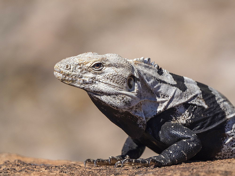 Adult spiny-tailed iguana (Ctenosaura conspicuosa), basking in the sun, Isla San Esteban, Baja California, Mexico, North America