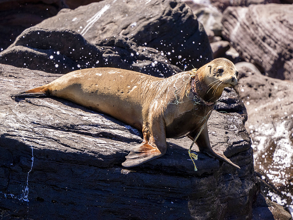 Adult female California sea lion (Zalophus californianus), with net around her neck, Baja California, Mexico, North America