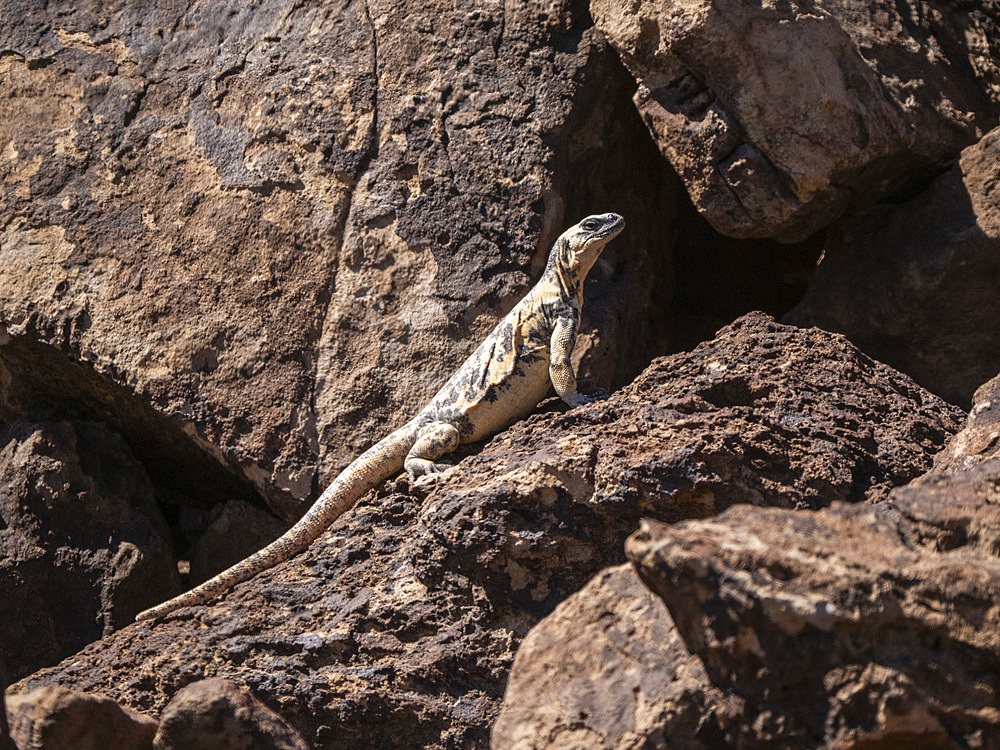 Adult San Esteban pinto chuckwalla (Sauromalus varius), basking in the sun, Isla San Esteban, Baja California, Mexico, North America