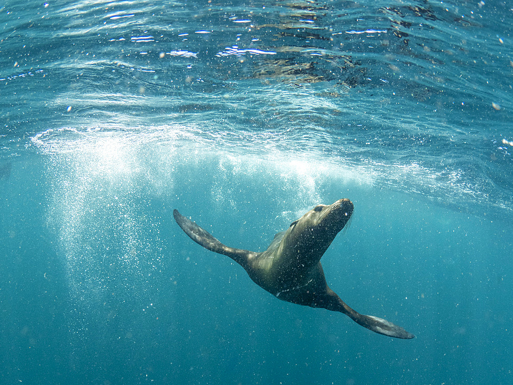 California sea lion (Zalophus californianus), underwater at Isla San Pedro Martir, Baja California, Mexico, North America