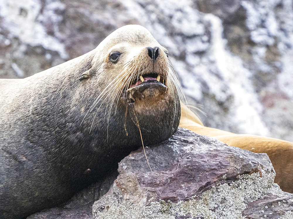 Adult male California sea lion (Zalophus californianus), head detail at Los Islotes, Baja California Sur, Mexico, North America