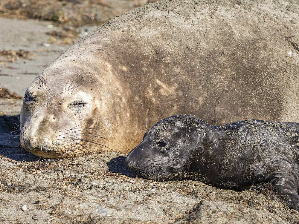 Northern elephant seal (Mirounga angustirostris), mother and newborn pup, Benito del Oeste Island, Baja California, Mexico, North America