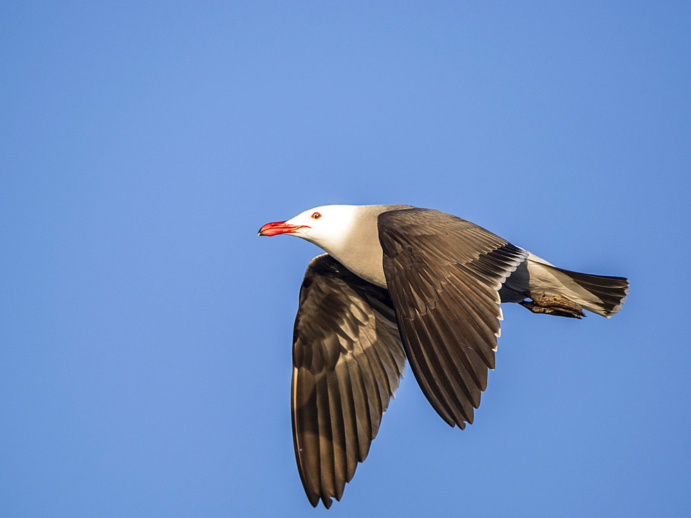 Adult Heermann's gull (Larus heermanni), in flight near breeding colony at Isla Rasa, Baja California, Mexico, North America