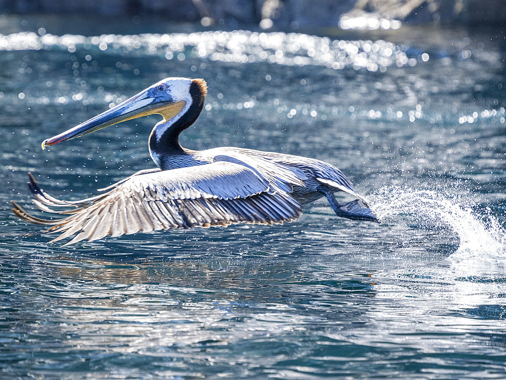 Adult brown pelican (Pelecanus occidentalis), in flight near Isla San Pedro Martir, Baja California, Mexico, North America