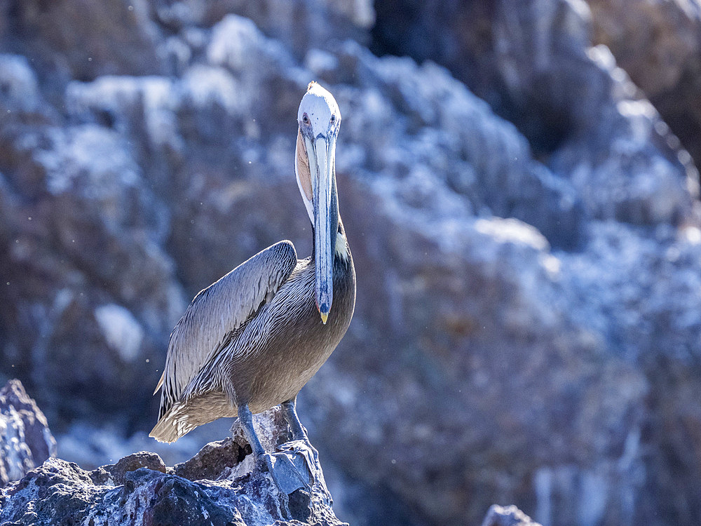 Adult brown pelican (Pelecanus occidentalis), sunbathing near Isla Ildefonso, Baja California, Mexico, North America