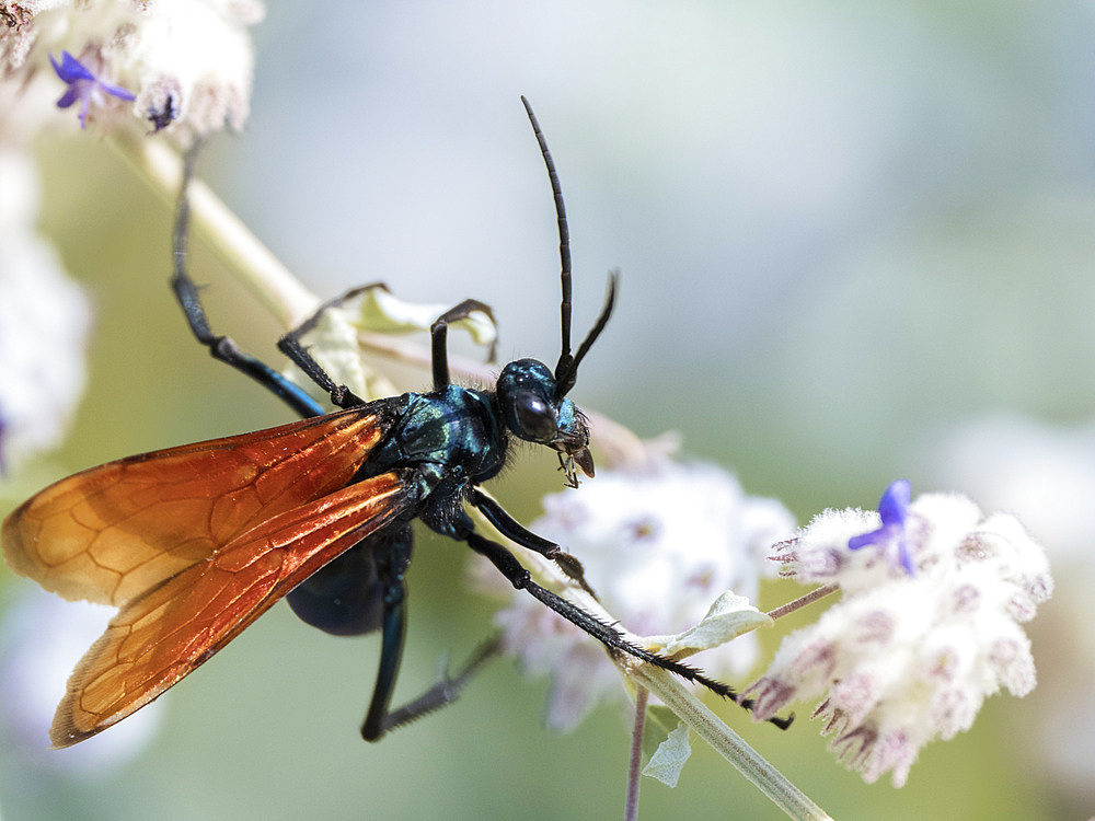 Adult Thisbe's tarantula-hawk wasp (Pepsis thisbe), found near San Jose del Cabo, Baja California Sur, Mexico, North America