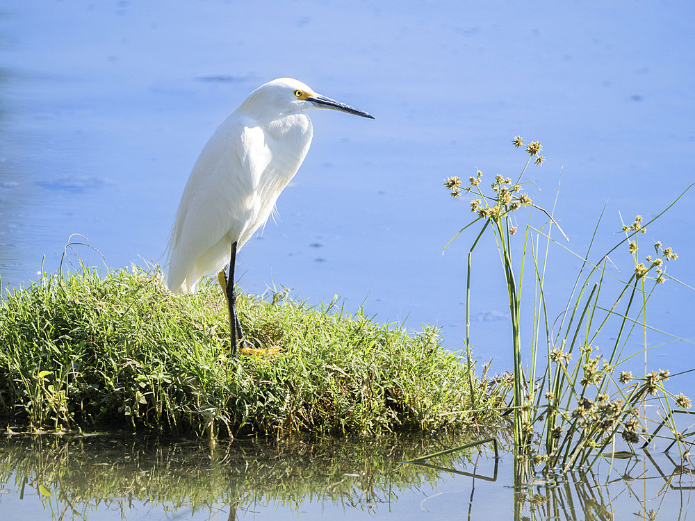 Adult snowy egret (Egretta thula), in a lagoon near San Jose del Cabo, Baja California Sur, Mexico, North America