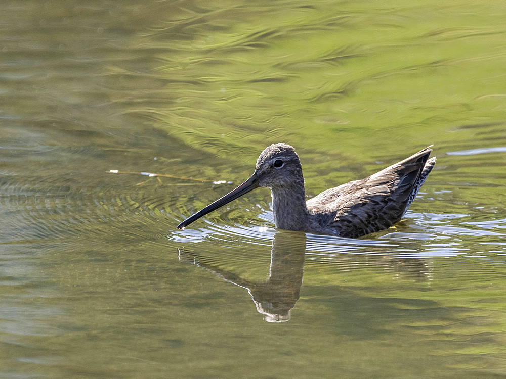 Adult long-billed dowitcher (Limnodromus scolopaceus), in a lagoon near San Jose del Cabo, Baja California Sur, Mexico, North America