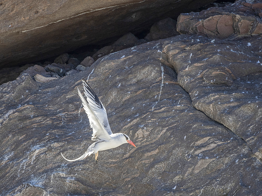 Adult red-billed tropicbird (Phaethon aethereus), in flight near nest at Isla San Pedro Martir, Baja California, Mexico, North America