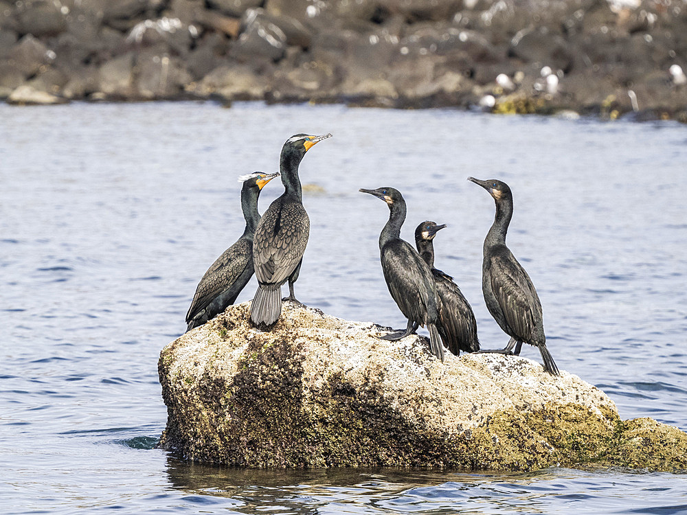 Adult double-crested cormorants (Nannopterum auritum) on offshore rock, Isla Ildefonso, Baja California, Mexico, North America