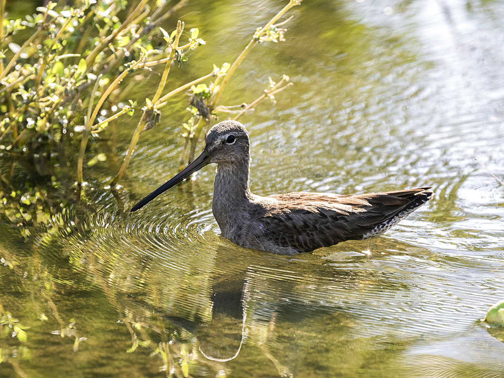 Adult long-billed dowitcher (Limnodromus scolopaceus), in a lagoon near San Jose del Cabo, Baja California Sur, Mexico, North America