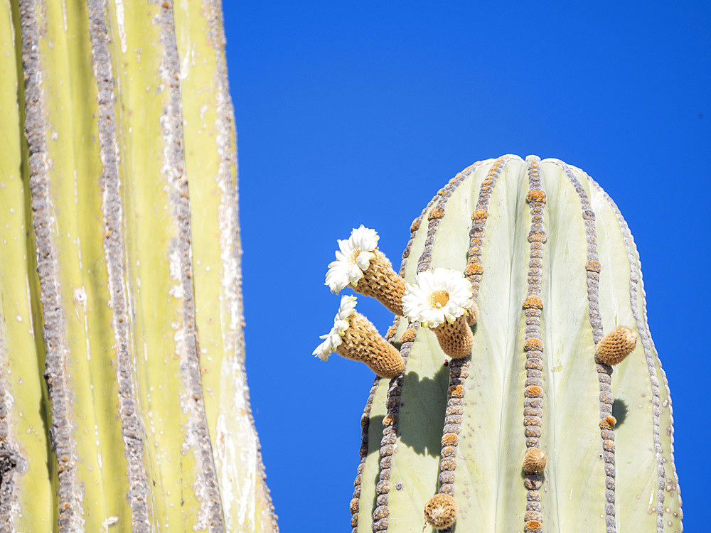 Cardon cactus (Pachycereus pringlei), flowering detail on Isla San Esteban, Baja California, Mexico, North America