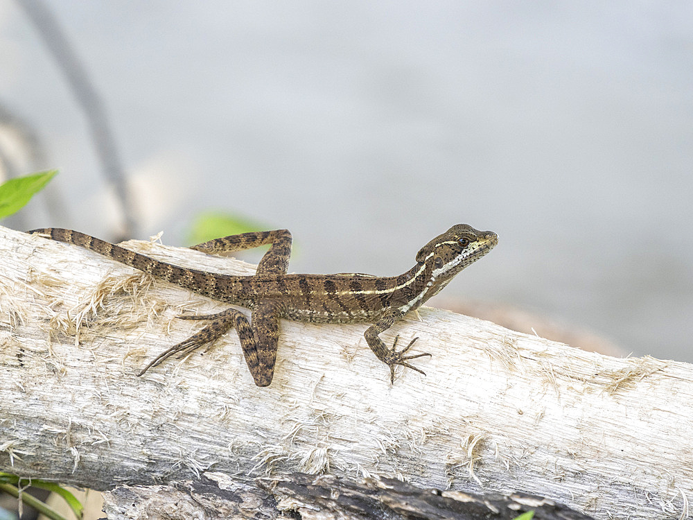 Juvenile common basilisk (Basiliscus basiliscus), on a tree on Coiba Island, Panama, Central America