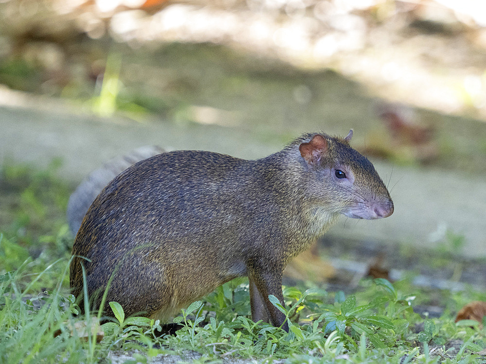 Adult Central American agouti (Dasyprocta punctata), on Coiba Island, Panama, Central America