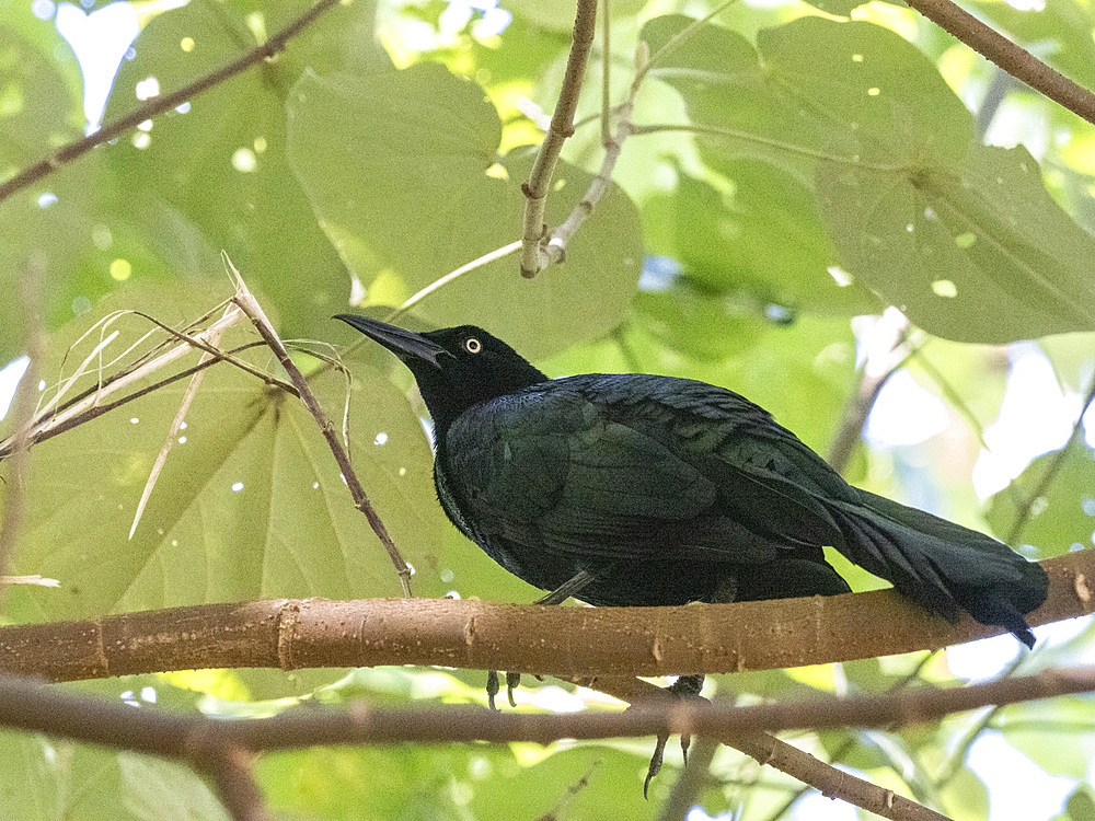 Adult great-tailed grackle (Quiscalus mexicanus), perched in a tree on Coiba Island, Panama, Central America