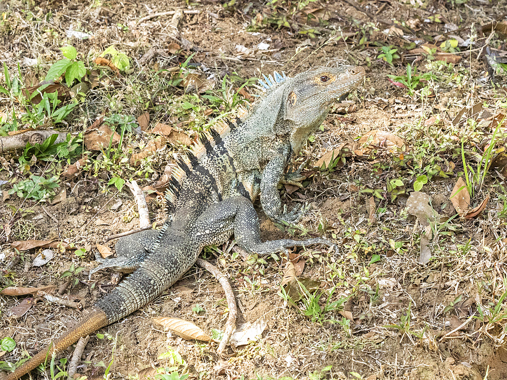 An adult black spiny-tailed iguana (Ctenosaura similis), on the ground on Barro Colorado Island, Panama, Central America