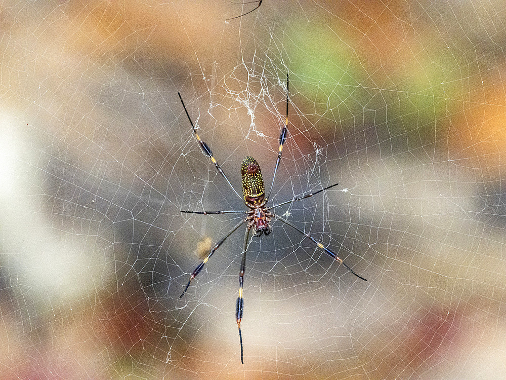 Adult golden silk spider (Trichonephila clavipes), within its web on Coiba Island, Panama, Central America