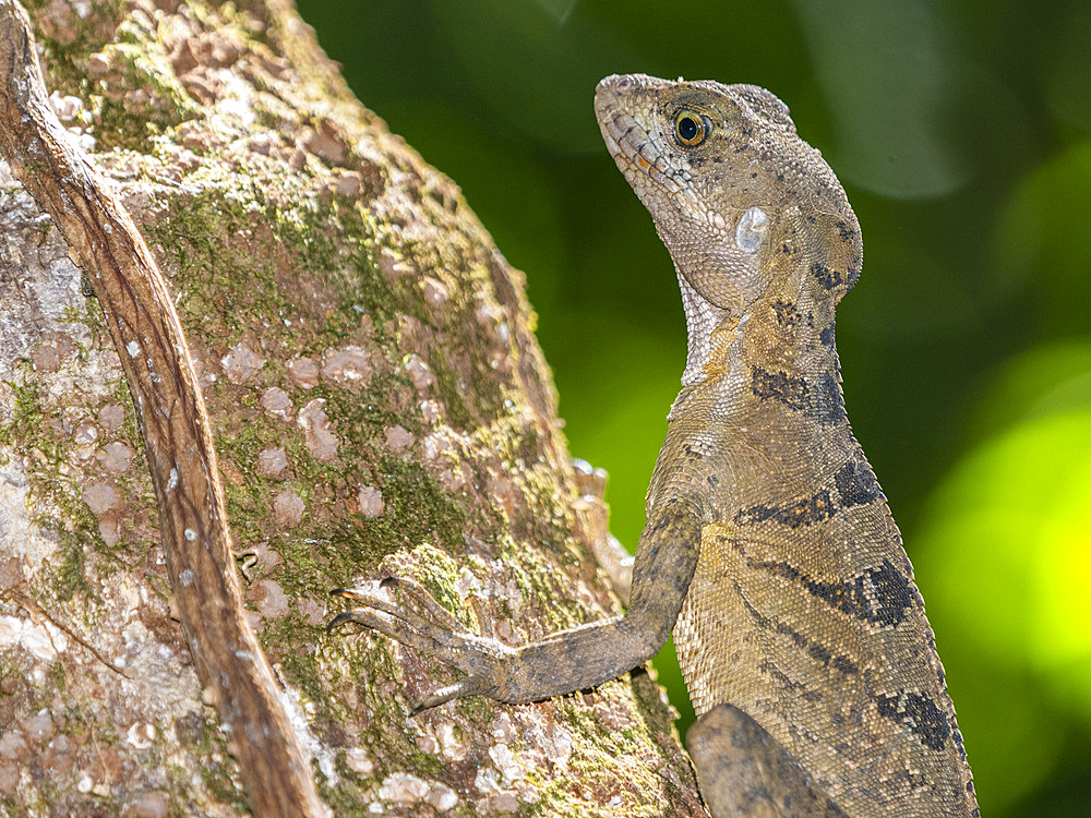 An adult female common basilisk (Basiliscus basiliscus) on a tree next to a stream in Caletas, Costa Rica, Central America