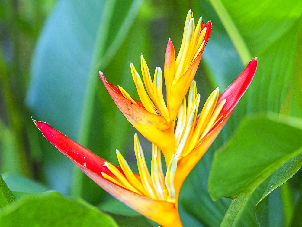 A parrot’s beak heliconia (Heliconia psittacorum) growing in the rainforest at Playa Blanca, Costa Rica, Central America