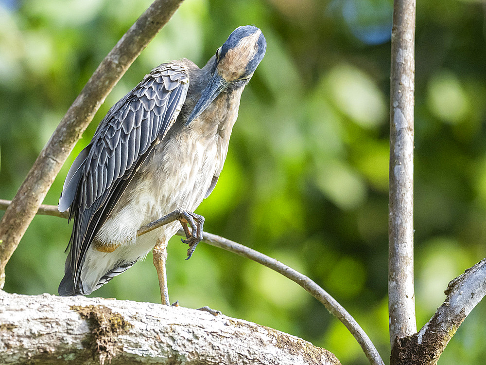 An adult yellow-crowned night heron (Nyctanassa violacea) along the shoreline at Playa Blanca, Costa Rica, Central America