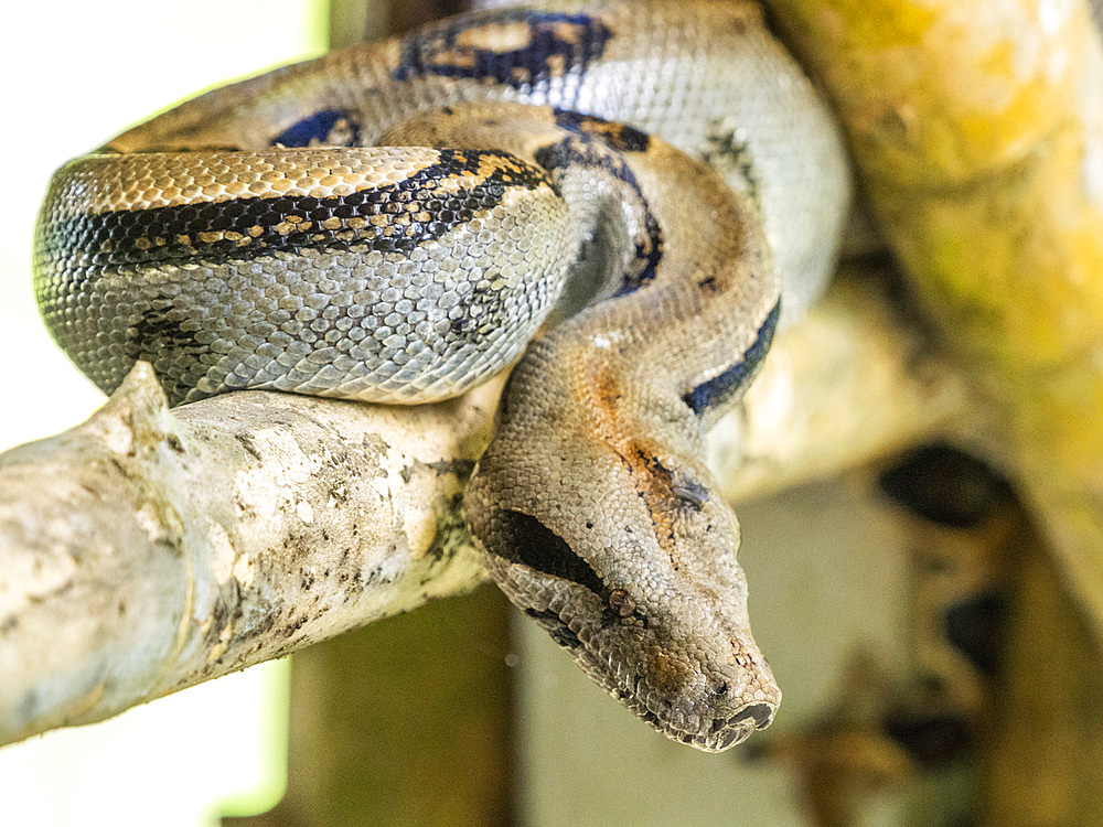 An adult Central American boa (Boa imperator) during the day, Caletas, Costa Rica, Central America