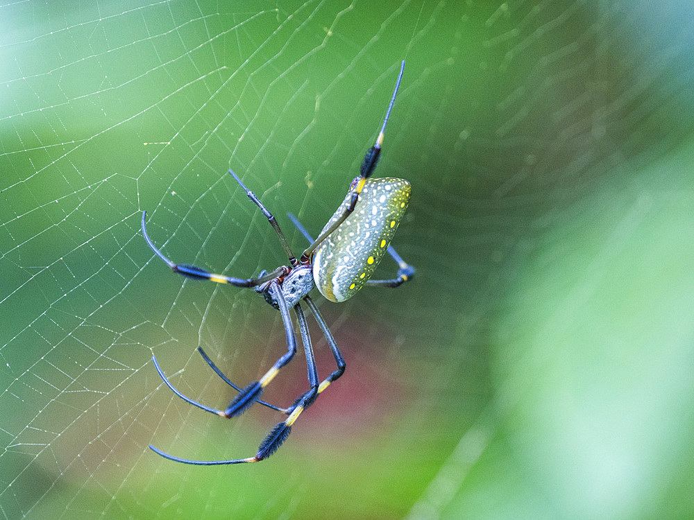 An adult golden silk spider (Trichonephila clavipes) in its web, Caletas, Costa Rica, Central America