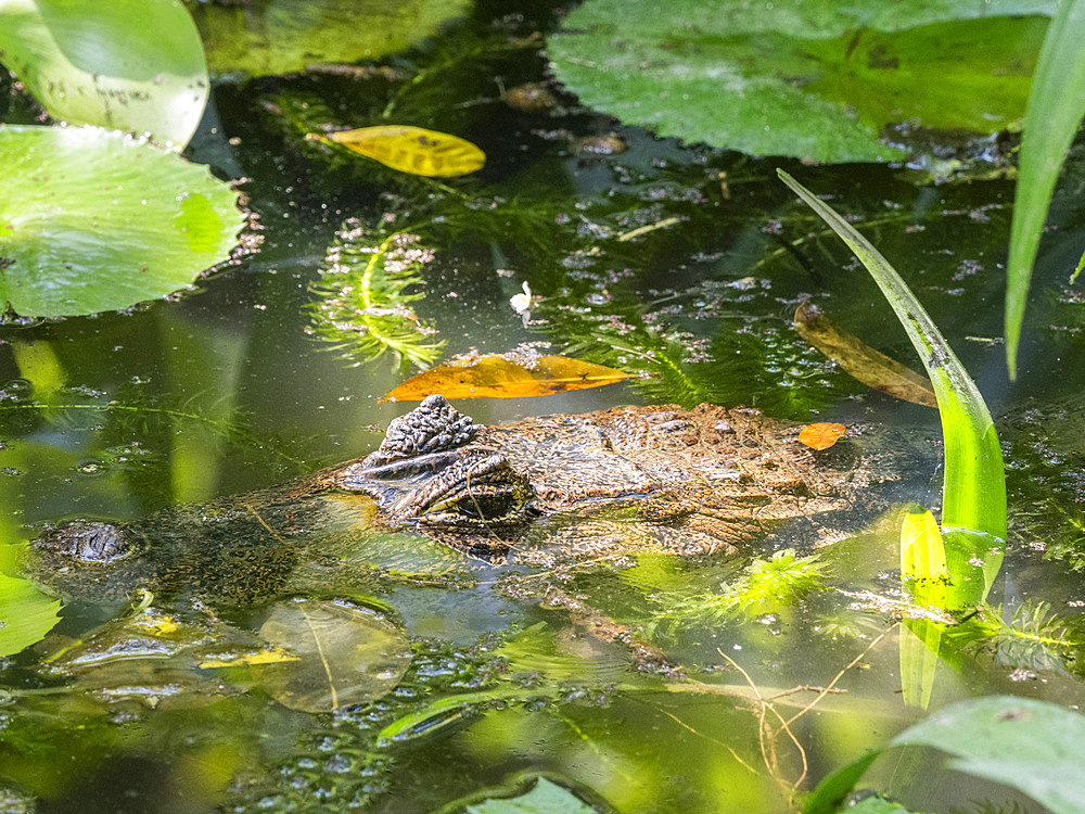 An adult spectacled caiman (Caiman crocodilus) in a fresh water pond during the day, Rio Seco, Costa Rica, Central America