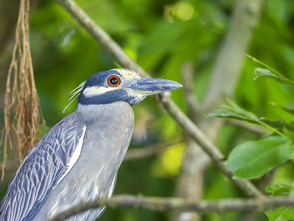 An adult yellow-crowned night heron (Nyctanassa violacea), along the shoreline at Playa Blanca, Costa Rica, Central America