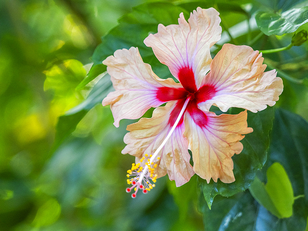 A Chinese hibiscus (Hibiscus rosa-sinensis) growing in the rainforest at Playa Blanca, Costa Rica, Central America