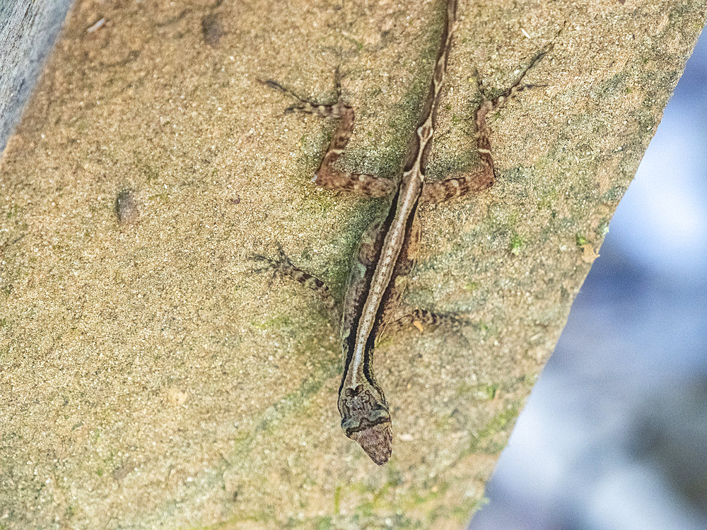 An adult Osa Anole (Anolis osa) during the day, Osa Peninsula, Costa Rica, Central America