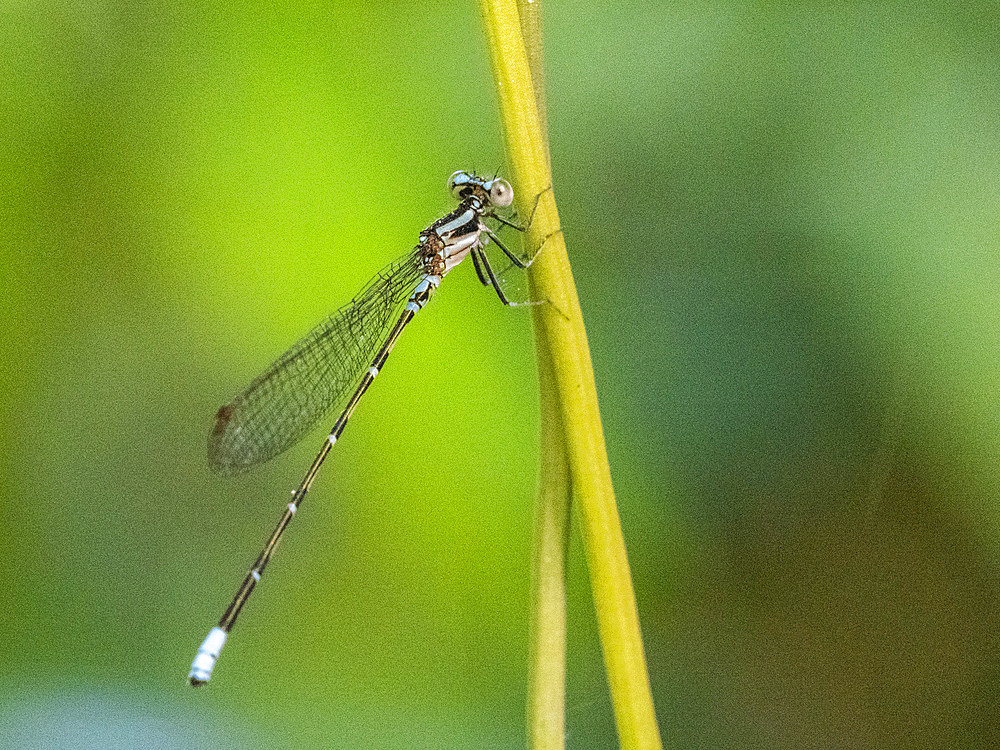 An adult purple dancer damselfly (Argia pulla) perched in a tree at Playa Blanca, Costa Rica, Central America