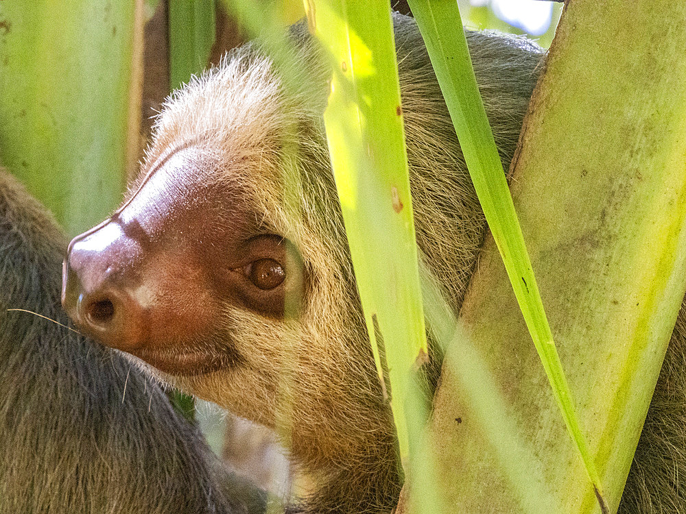 An adult mother Hoffmann's two-toed sloth (Choloepus hoffmanni) in a tree at Playa Blanca, Costa Rica, Central America