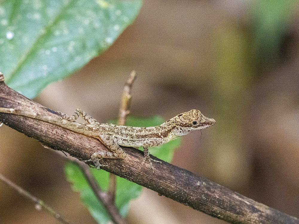 An adult border anole (Anolis limifrons) in a tree at Playa Blanca, Costa Rica, Central America