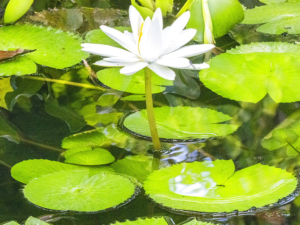 An Egyptian white water-lily (Nymphaea lotus) growing in the rainforest at Playa Blanca, Costa Rica, Central America