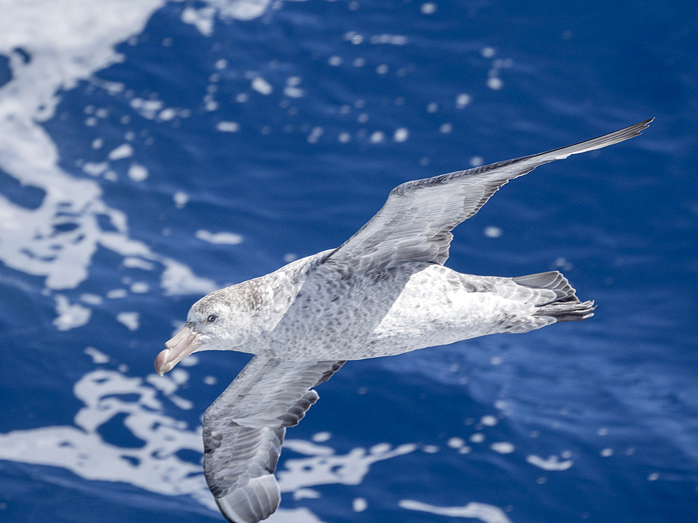 An adult northern giant petrel (Macronectes halli) in flight in the Drake Passage, Argentina, South America