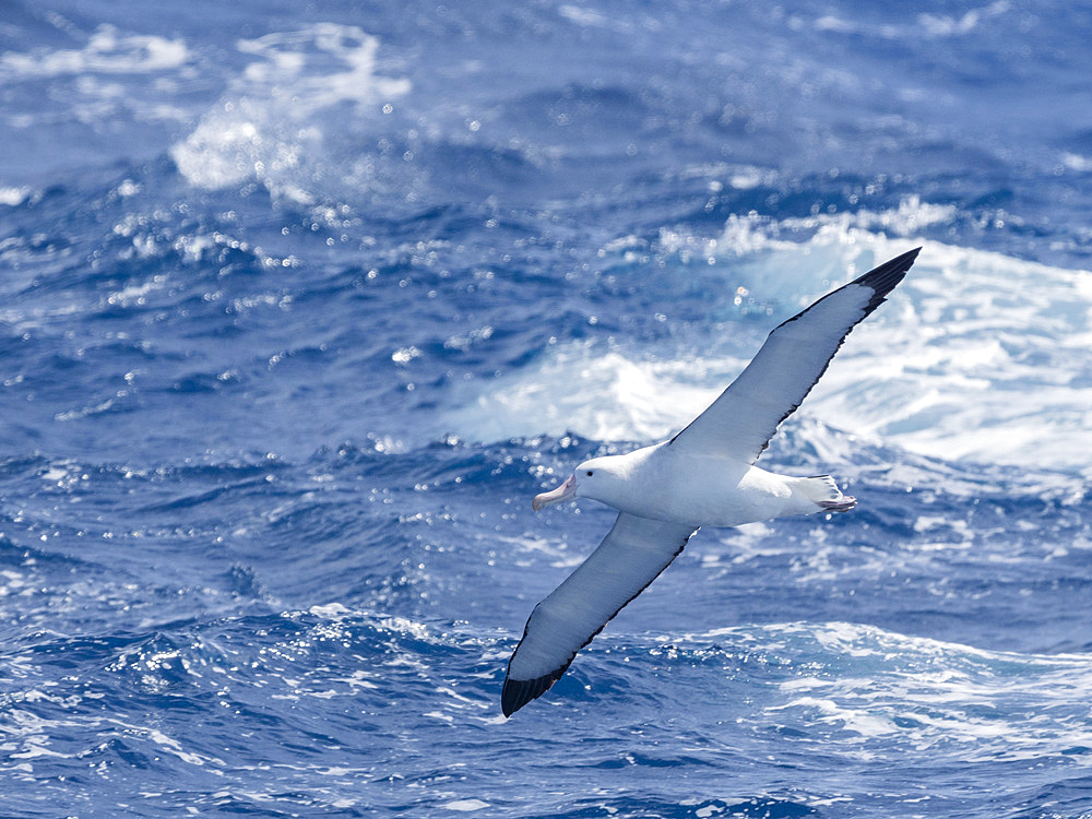 An adult wandering albatrosss (Diomedea exulans) in flight in the Drake Passage, Argentina, South America