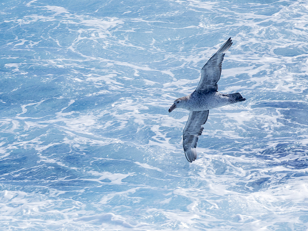 An adult northern giant petrel (Macronectes halli) in flight in the Drake Passage, Argentina, South America