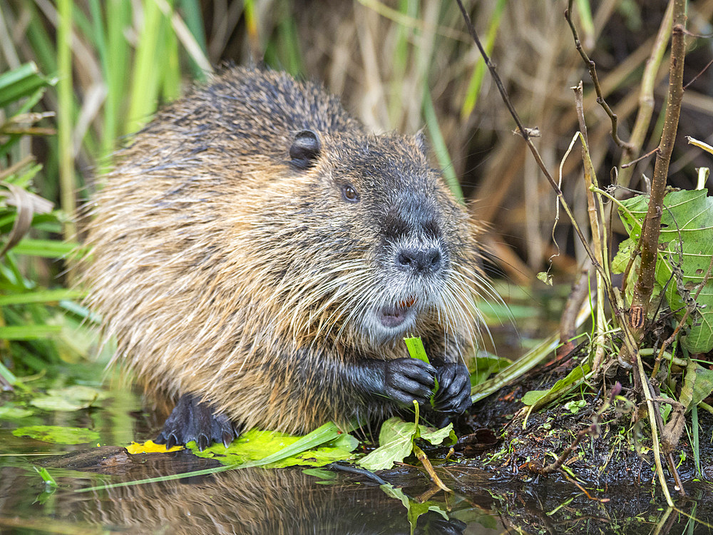 An adult nutria (Myocastor coypus), an invasive species introduced from South America, Spree Forest, Germany, Europe