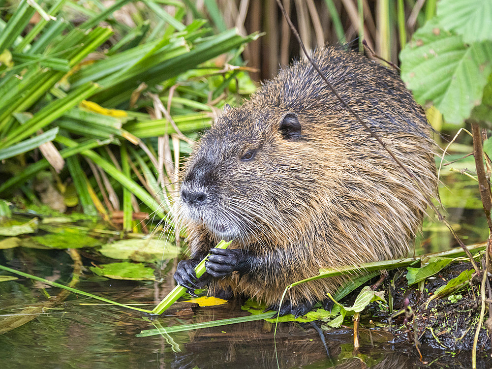 An adult nutria (Myocastor coypus), an invasive species introduced from South America, Spree Forest, Germany, Europe