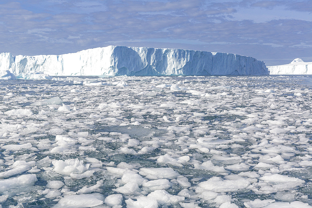 Huge icebergs from the nearby Ilulissat Icefjordrammed into the terminal moraine near Ilulissat, Western Greenland, Polar Regions